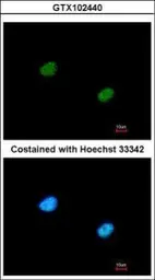 Anti-RBBP5 antibody [N1N3] used in Immunocytochemistry/ Immunofluorescence (ICC/IF). GTX102440