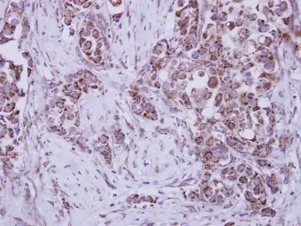 Anti-MUSK antibody [N1N2], N-term used in IHC (Paraffin sections) (IHC-P). GTX102521