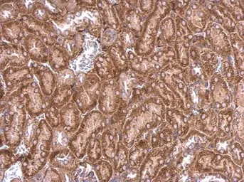 Anti-PPEF2 antibody used in IHC (Paraffin sections) (IHC-P). GTX102536
