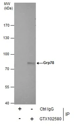 Anti-Grp78 antibody [N2C1], Internal used in Immunoprecipitation (IP). GTX102580