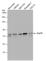 Anti-Grp78 antibody [N2C1], Internal used in Western Blot (WB). GTX102580