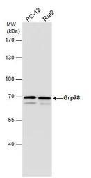 Anti-Grp78 antibody [N2C1], Internal used in Western Blot (WB). GTX102580