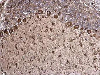 Anti-Grp78 antibody [N2C1], Internal used in IHC (Paraffin sections) (IHC-P). GTX102580