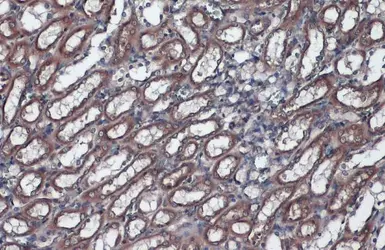 Anti-Grp78 antibody [N2C1], Internal used in IHC (Paraffin sections) (IHC-P). GTX102580