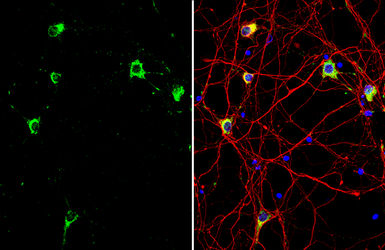 Anti-Grp78 antibody [N2C1], Internal used in Immunocytochemistry/ Immunofluorescence (ICC/IF). GTX102580