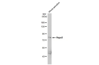 Anti-Grp78 antibody [N2C1], Internal used in Western Blot (WB). GTX102580
