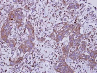 Anti-TLR5 antibody used in IHC (Paraffin sections) (IHC-P). GTX102590
