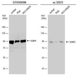 Anti-CD71 antibody [N2C1], Internal used in Western Blot (WB). GTX102596