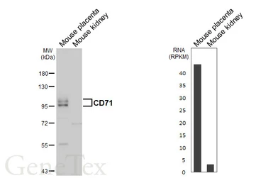 Anti-CD71 antibody [N2C1], Internal used in Western Blot (WB). GTX102596