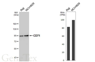 Anti-CD71 antibody [N2C1], Internal used in Western Blot (WB). GTX102596