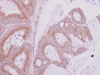 Anti-GBF1 antibody [N1], N-term used in IHC (Paraffin sections) (IHC-P). GTX102644