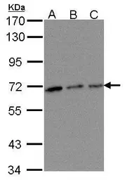 Anti-TROVE2 antibody [N2C3] used in Western Blot (WB). GTX102663