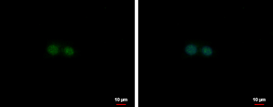 Anti-NF-E2 antibody [N1C3] used in Immunocytochemistry/ Immunofluorescence (ICC/IF). GTX102698