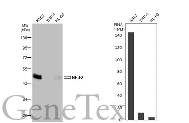 Anti-NF-E2 antibody [N1C3] used in Western Blot (WB). GTX102698