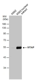 Anti-WTAP antibody used in Western Blot (WB). GTX102708