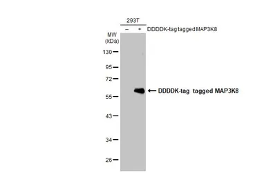 Anti-MAP3K8 antibody [N3C3] used in Western Blot (WB). GTX102711