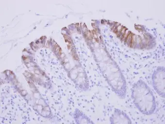 Anti-Biglycan antibody used in IHC (Paraffin sections) (IHC-P). GTX102765