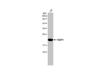 Anti-RAP1 antibody used in Western Blot (WB). GTX102770