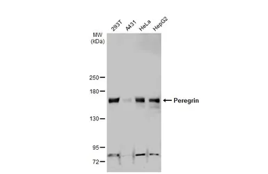 Anti-Peregrin antibody [N1N2], N-term used in Western Blot (WB). GTX102778