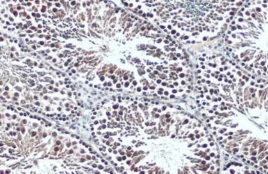 Anti-Peregrin antibody [N1N2], N-term used in IHC (Paraffin sections) (IHC-P). GTX102778