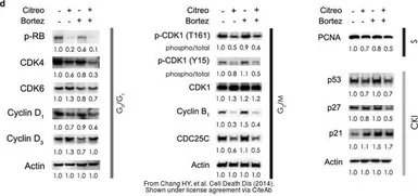 Anti-CDC25C antibody used in Western Blot (WB). GTX102809