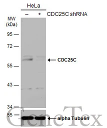 Anti-CDC25C antibody used in Western Blot (WB). GTX102809
