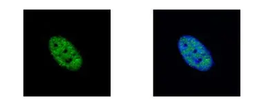 Anti-NEK4 antibody [N2C1], Internal used in Immunocytochemistry/ Immunofluorescence (ICC/IF). GTX102826