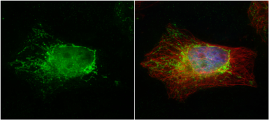 Anti-PTER antibody used in Immunocytochemistry/ Immunofluorescence (ICC/IF). GTX102860
