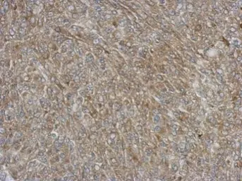 Anti-NCF1 antibody used in IHC (Paraffin sections) (IHC-P). GTX102957