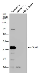 Anti-BHMT antibody [N3C3] used in Western Blot (WB). GTX102983