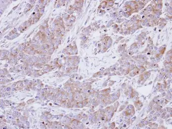 Anti-BHMT antibody [N3C3] used in IHC (Paraffin sections) (IHC-P). GTX102983