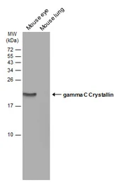 Anti-gamma C Crystallin antibody [N1C3] used in Western Blot (WB). GTX103004