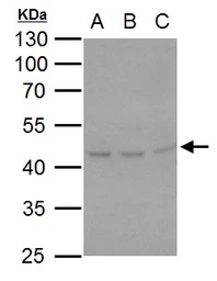 Anti-HSP47 antibody [N2C2], Internal used in Western Blot (WB). GTX103011