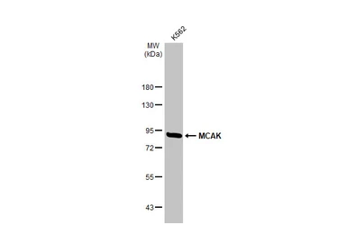 Anti-MCAK antibody [N1N3] used in Western Blot (WB). GTX103013