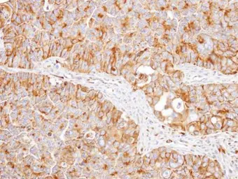 Anti-NNT antibody used in IHC (Paraffin sections) (IHC-P). GTX103015