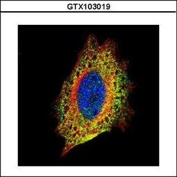 Anti-STIP1 antibody used in Immunocytochemistry/ Immunofluorescence (ICC/IF). GTX103019