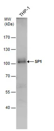 Anti-SP1 antibody used in Western Blot (WB). GTX103031
