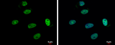Anti-SP1 antibody used in Immunocytochemistry/ Immunofluorescence (ICC/IF). GTX103031