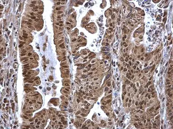 Anti-SP1 antibody used in IHC (Paraffin sections) (IHC-P). GTX103031