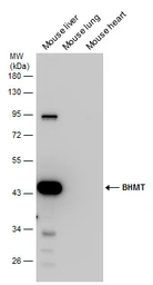 Anti-BHMT antibody used in Western Blot (WB). GTX103037