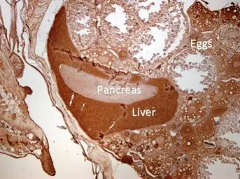 Anti-BHMT antibody used in IHC (Paraffin sections) (IHC-P). GTX103037