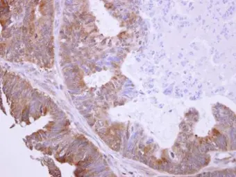 Anti-BHMT antibody used in IHC (Paraffin sections) (IHC-P). GTX103037