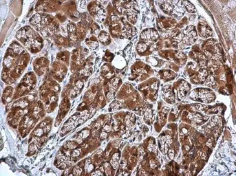 Anti-CRHSP-24 antibody [N1C3] used in IHC (Paraffin sections) (IHC-P). GTX103061