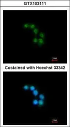 Anti-STXBP2 antibody [N2C1], Internal used in Immunocytochemistry/ Immunofluorescence (ICC/IF). GTX103111