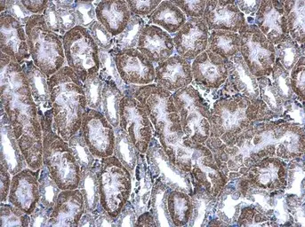 Anti-BBOX1 antibody used in IHC (Paraffin sections) (IHC-P). GTX103127