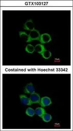 Anti-BBOX1 antibody used in Immunocytochemistry/ Immunofluorescence (ICC/IF). GTX103127