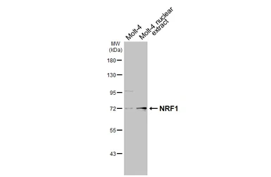Anti-NRF1 antibody used in Western Blot (WB). GTX103179