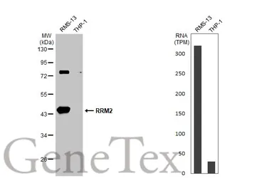 Anti-RRM2 antibody [N1C1] used in Western Blot (WB). GTX103193