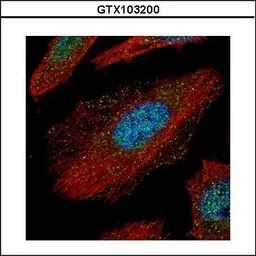 Anti-TAB1 antibody used in Immunocytochemistry/ Immunofluorescence (ICC/IF). GTX103200