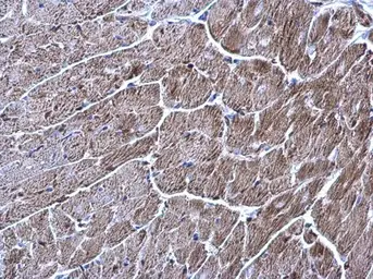 Anti-TrxR1 antibody [N1N3] used in IHC (Paraffin sections) (IHC-P). GTX103202
